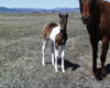 2011 APHA colt