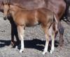 2011 AQHA filly