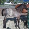 2011 Grullo Filly