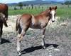 2011 Gray Colt