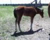 2011 Bay APHA filly