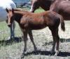 2011 AQHA filly