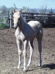 2011 Palomino Filly