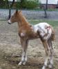 2013 ApHc  filly