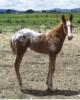 2013 ApHc filly