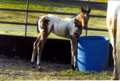 2013 ApHc filly
