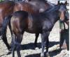 2014 AQHA colt