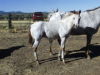 2014 fewspot leopard colt