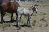 2014 AQHA buckskin colt