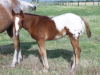 2014 snowcap filly