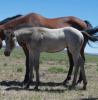 2014 buckskin colt