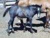 AQHA Grey filly