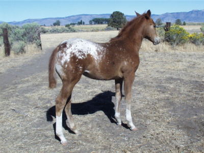 2014 filly