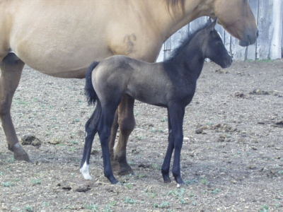 2014 filly 