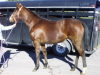 Special  as a yearling