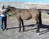 Diamond as a yearling
