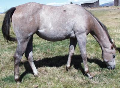 Vista as a yearling