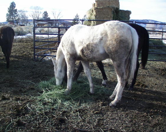 GB as a yearling