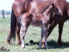 Callie2009colt2.JPG