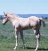 palomino colt