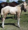 palomino colt