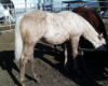 palomino colt