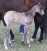 Dawson 2008 dun filly