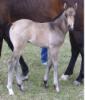 Dawson 2008 dun filly