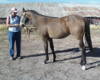 Diamond_DawsonJackiesfoal08.JPG