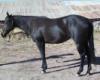 AspenlDixie 2007 filly