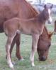 Fritz111callie2008colt.JPG