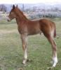 FritzCallie2008colt.JPG