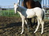 Golden Boy 2008 colt