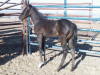 Mr poo 2008 Black Colt