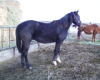 Mr Poo 2008 Black colt