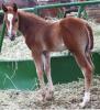 Stormy 2009 colt