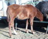 Stormy 2009 Colt