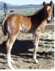 CallieRose2009filly2.JPG