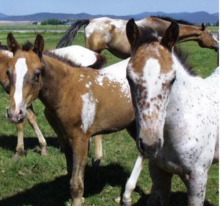 2012 Foals